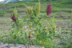 Amaranthus cruentus